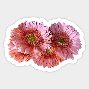 Daisies - Bunch of Pink Shasta Daisies Sticker